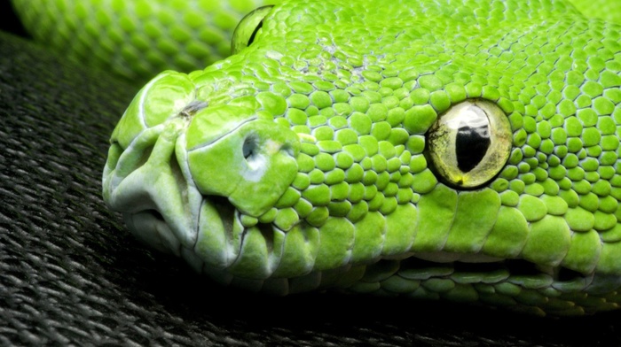 pattern, nature, wildlife, reptile, closeup, snake, green, yellow eyes, skin, animals