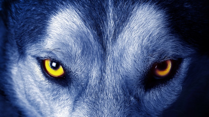 yellow eyes, closeup, face, fur, animals, wolf, nature