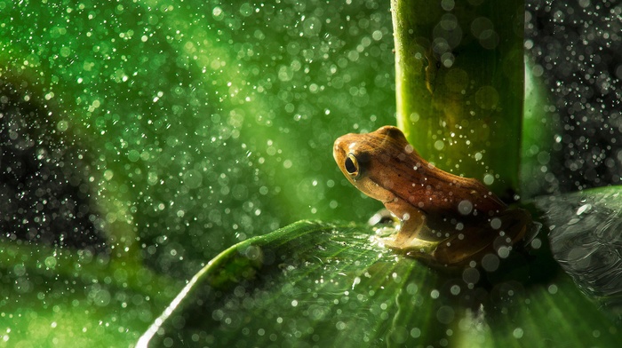 leaves, water drops, macro, amphibian, frog, animals, plants, nature, rain, bokeh
