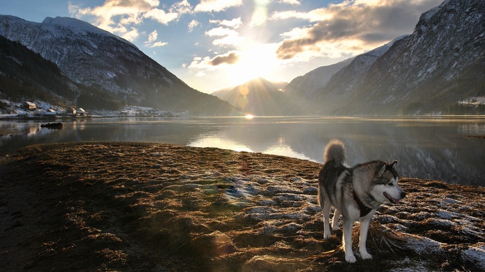 nature, sunlight, landscape, lens flare, lake, dog, mountain, alaskan malamute
