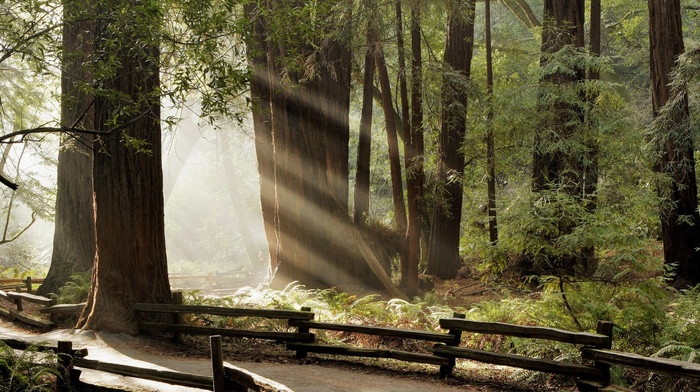 nature, sunlight, forest, fence, path, trees, sun rays