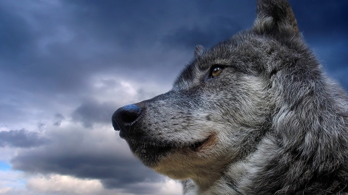 wolf
