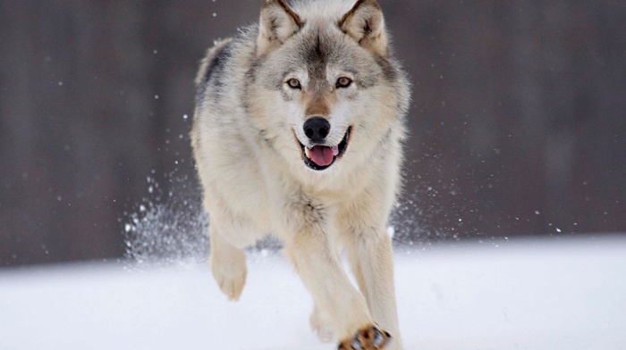 wolf