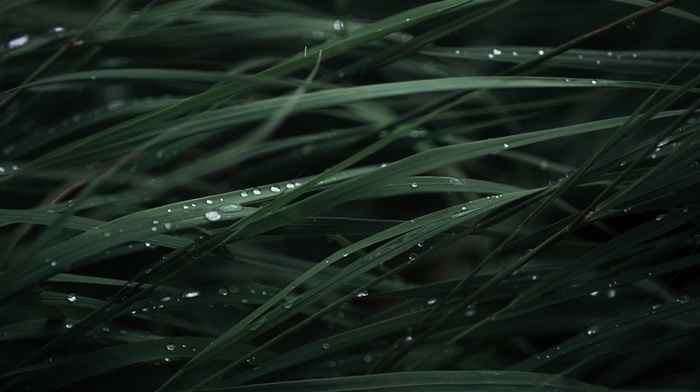 rain, grass, nature