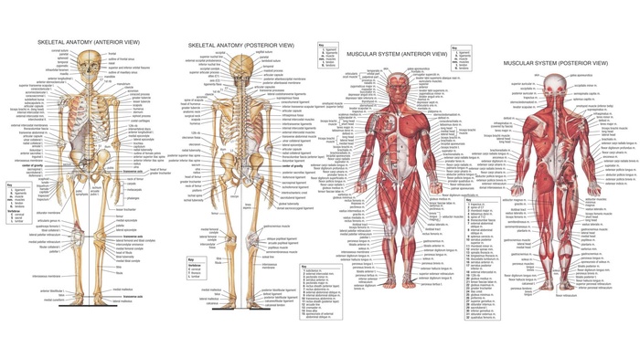 skeleton, muscles, anatomy