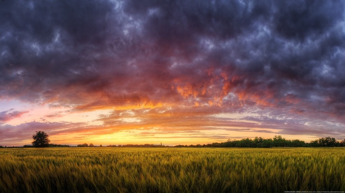 landscape, evening, field