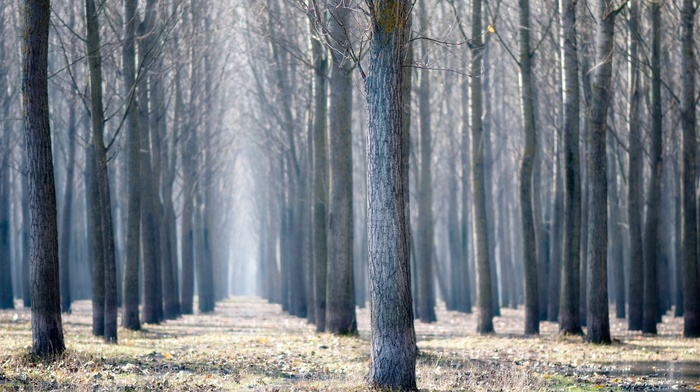 nature, landscape