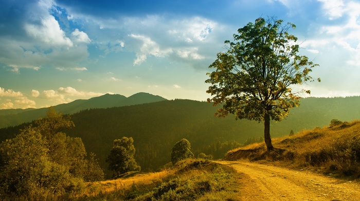 road, trees, nature, landscape