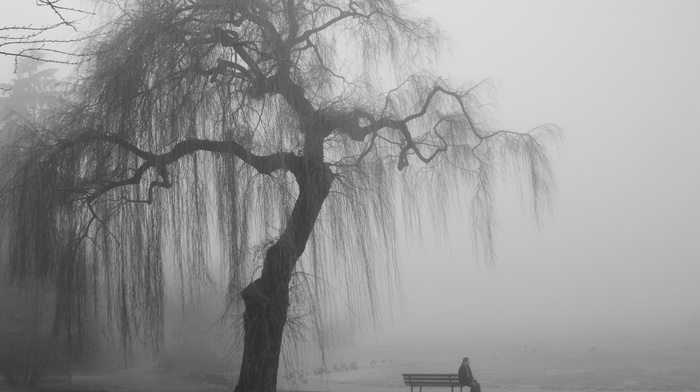 trees, bench, men, nature, alone, landscape