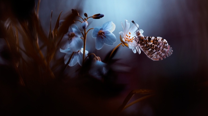 flowers, plants, butterfly, insect, nature
