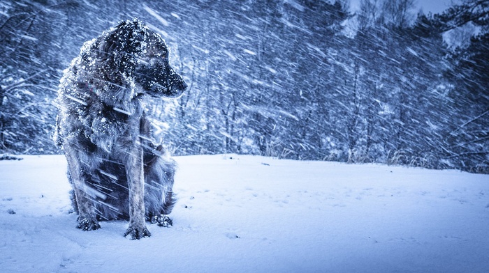 animals, dog, winter, nature, snow