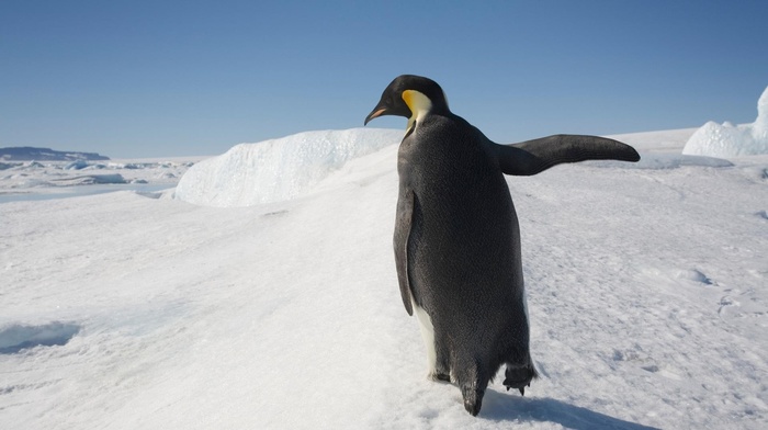 penguins, snow, animals, birds