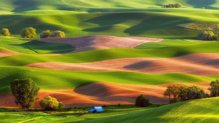 green, landscape, hill, Steptoe Butte State Park, field, nature, USA, trees