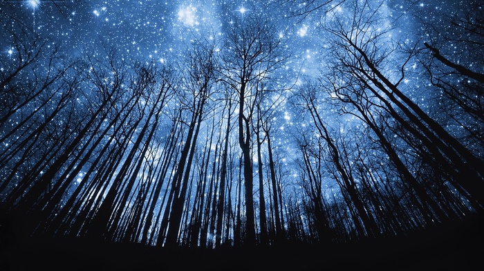 stars, silhouette, trees, forest, space