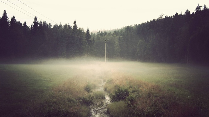 field, forest, power lines, mist, stream, overcast