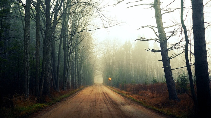 forest, road, landscape, trees, nature