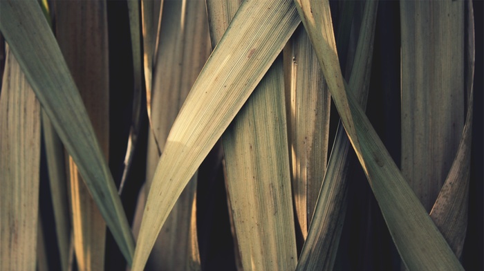 grass, leaves, nature, macro