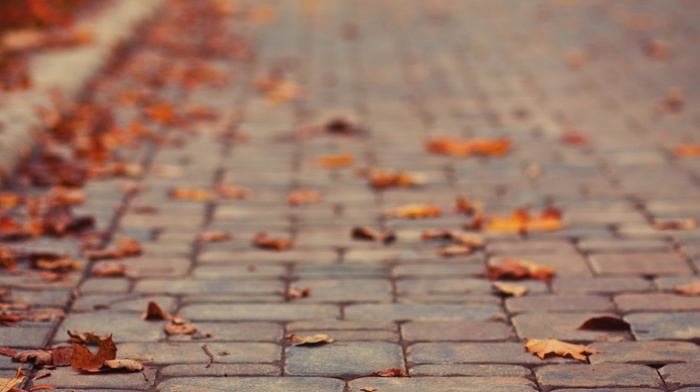 depth of field, leaves, fall, pavements