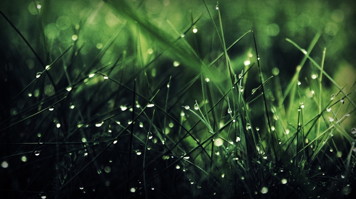 macro, water drops, grass, nature