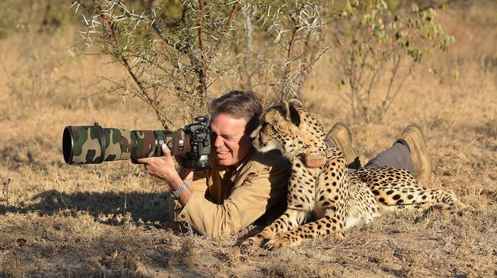 animals, nature, camera, photographers, camouflage, savannah, cheetahs