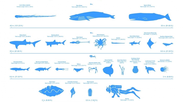 shark, walruses, sea sponge, seals, crabs, white background, octopus, Worms, whale, turtle, jellyfish, infographics, divers, scale, fish, squids, animals