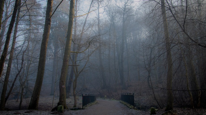 Poland, forest, road, photography, nature, trees, landscape, bridge