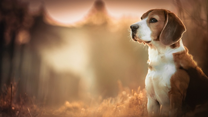 animals, blurred, dog, Beagles, depth of field