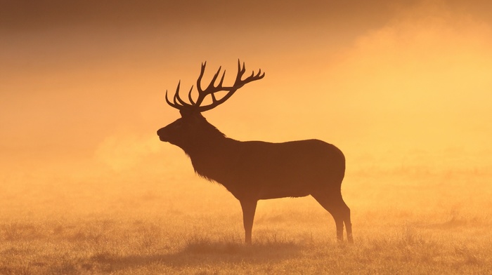 field, grass, deer, silhouette, mammals, stags, morning, animals, elk, orange
