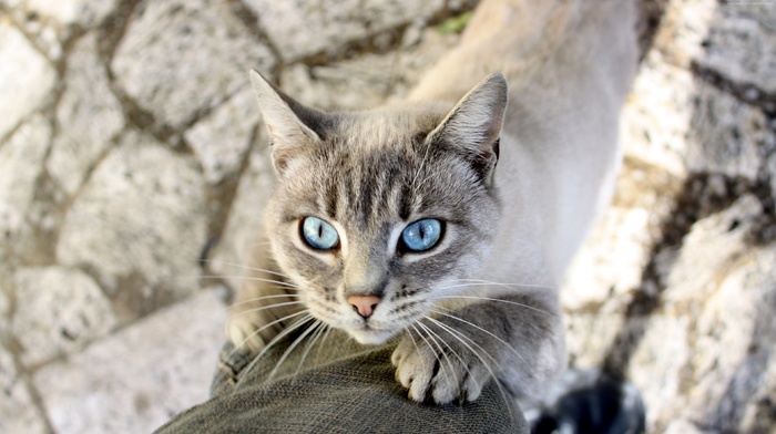 cat, mammals, nature, blue eyes, animals