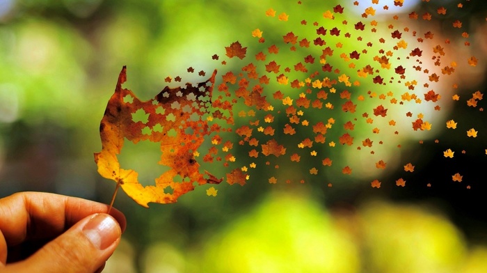 nature, fall, fingers, leaves, photo manipulation, trees, flying, depth of field