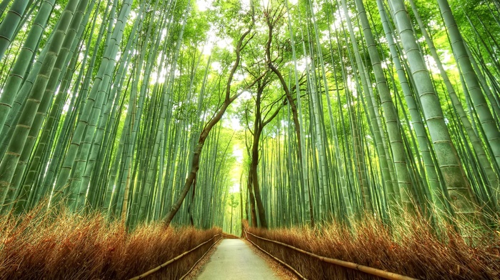 path, nature, fence, bamboo, forest, landscape, Japan