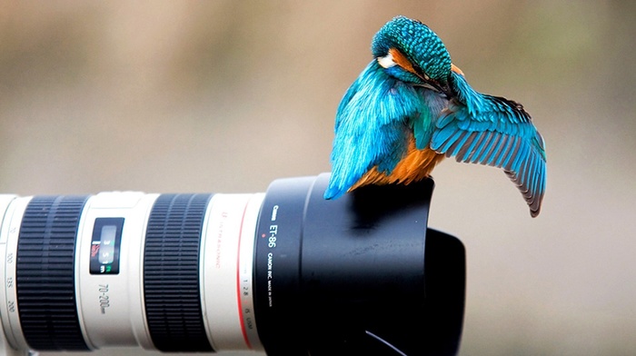 camera, kingfisher, animals, Canon, photography, birds