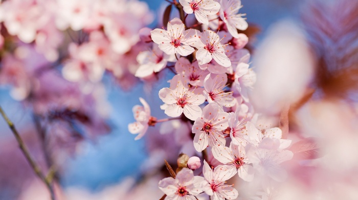 flowers, spring, cherry blossom, macro