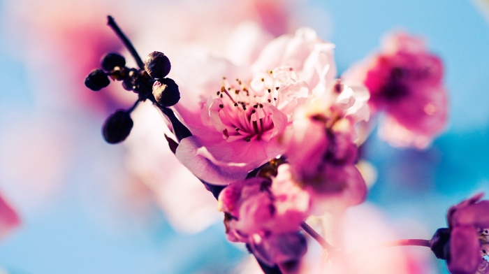 spring, flowers, cherry blossom