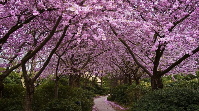 flowers, spring, cherry blossom