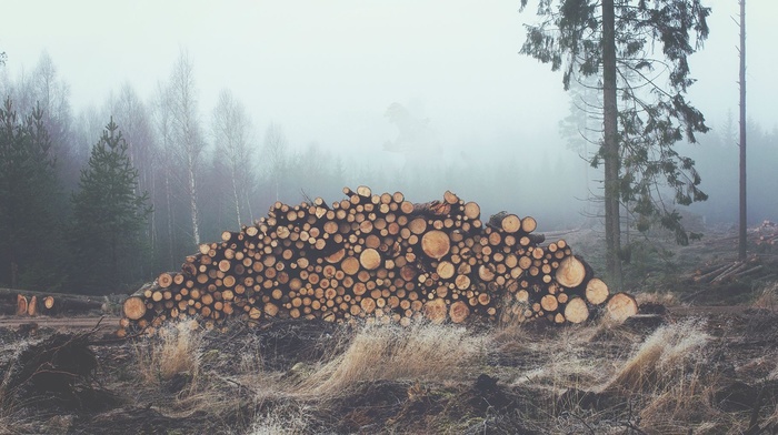 mist, log, nature, landscape, photography, forest, trees