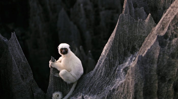 nature, white, lemurs, animals, yellow eyes, Madagascar, forest, depth of field, stones