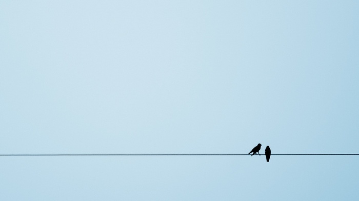 animals, simple background, silhouette, crow, ropes, birds, European magpie