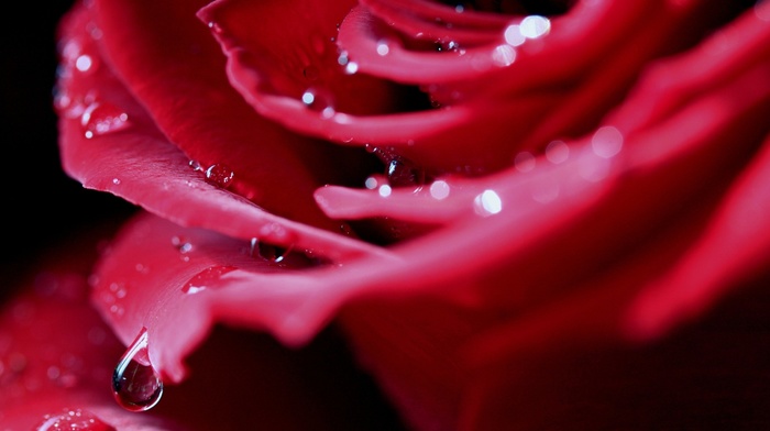 rose, nature, closeup