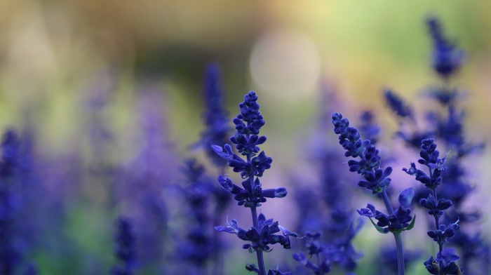 flowers, depth of field, macro, purple flowers, lavender, nature