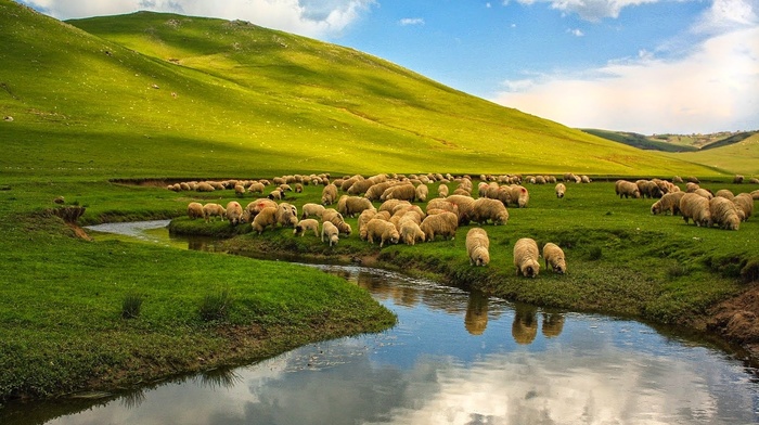 Turkey, sheep, animals, landscape, nature, river, plains, hill, Ordu
