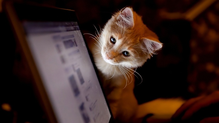 cat, animals, laptop