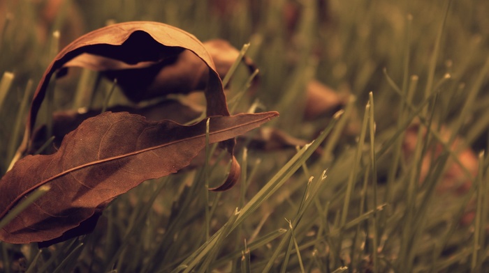nature