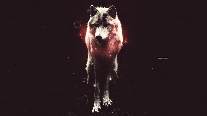 wolf