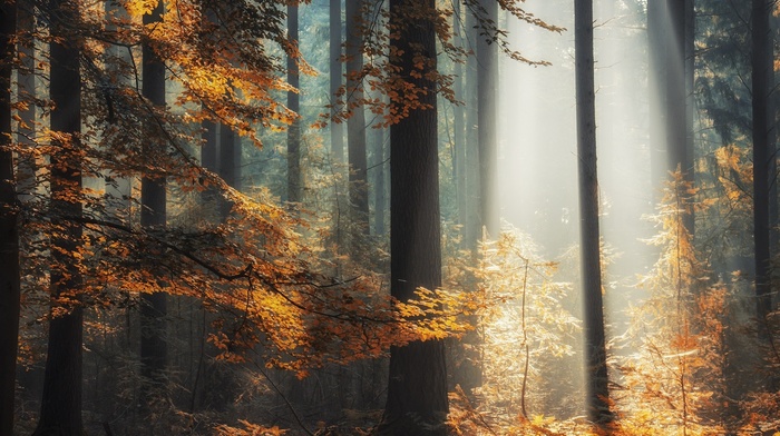 forest, leaves, landscape, sunlight, fall, nature, trees