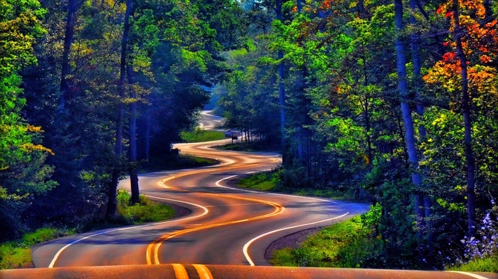 colorful, road, leaves, nature, grass, forest, trees, landscape