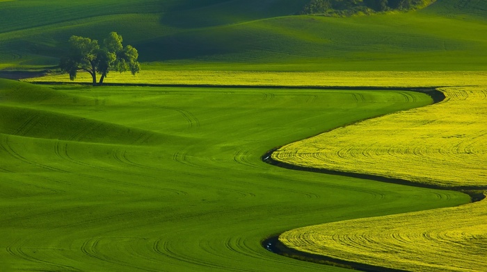 nature, field, landscape, green, hill, trees