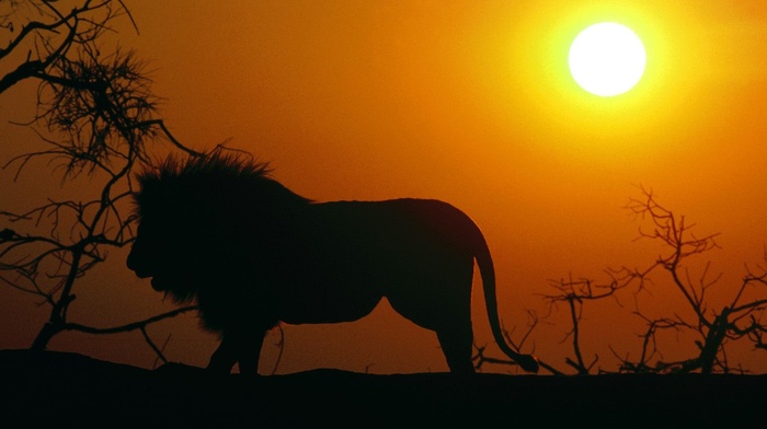 lion, sunset, silhouette, Sun, animals