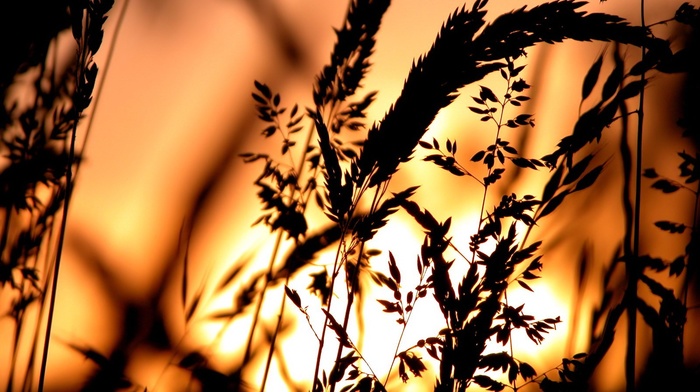 silhouette, spikelets, plants, sunset, nature