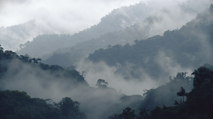 forest, nature, mountain